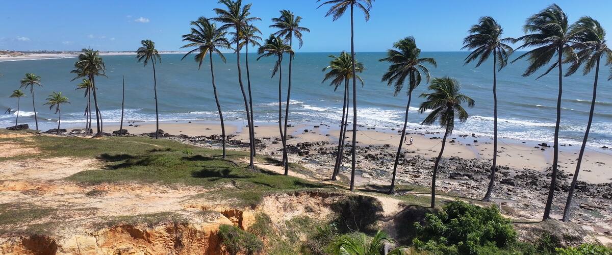 A beach with tall palm trees and a clear blue sky.