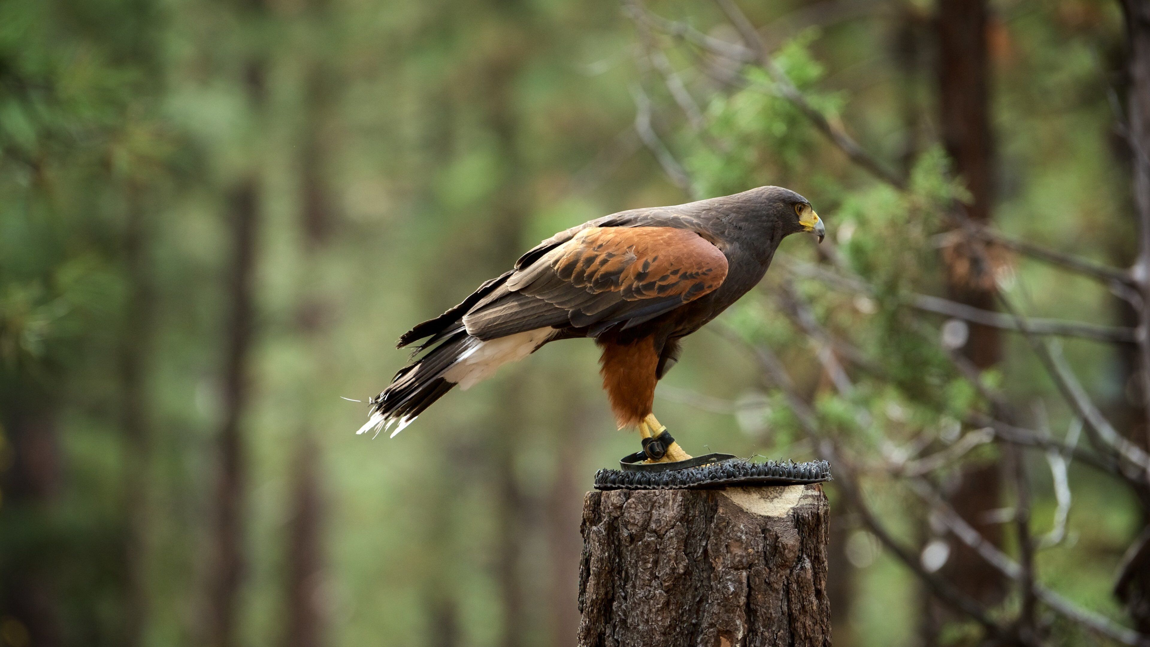 베어리조나 을 특징 동물원의 동물 과 조류