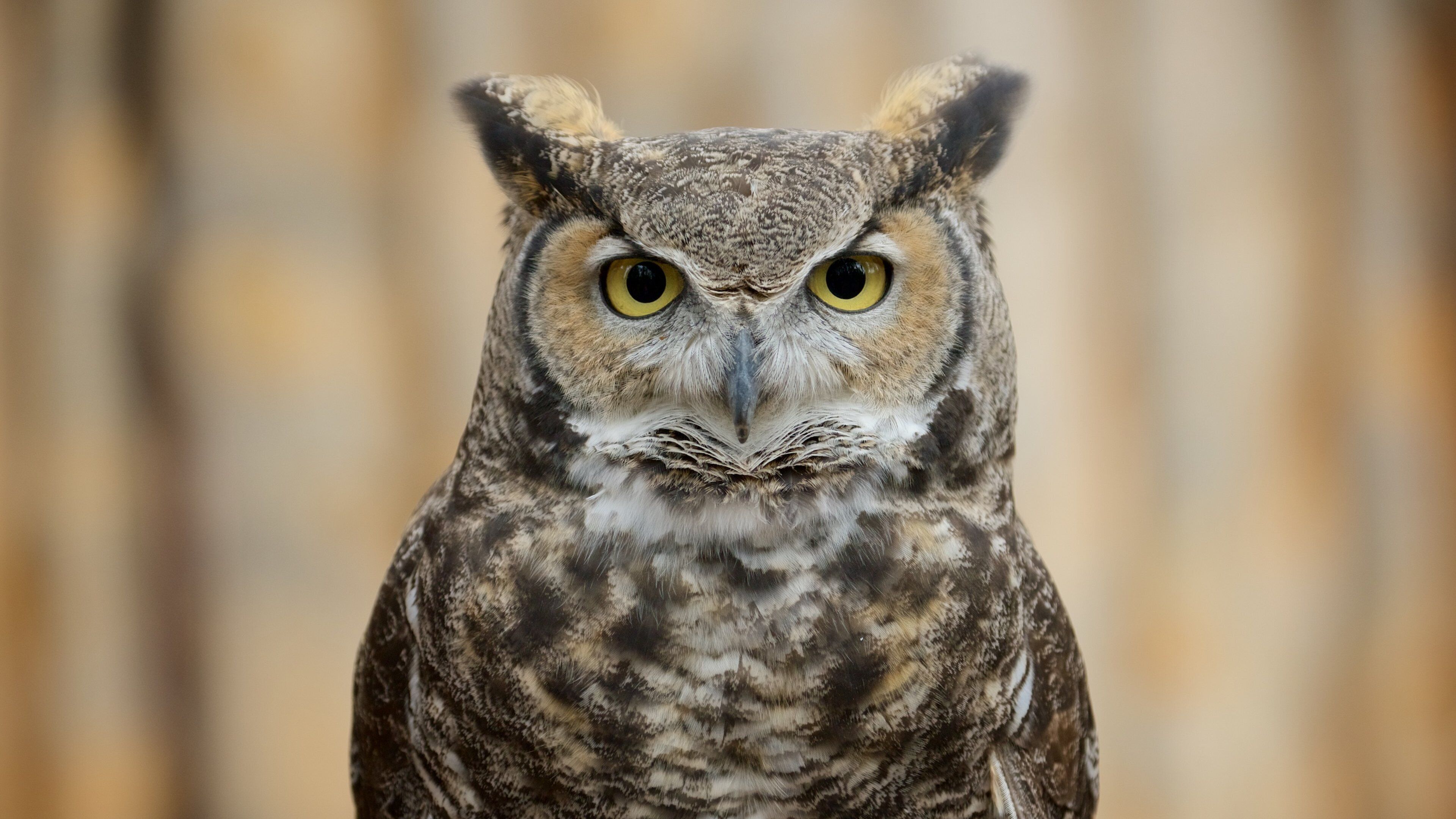 베어리조나 을 보여주는 조류 과 동물원의 동물