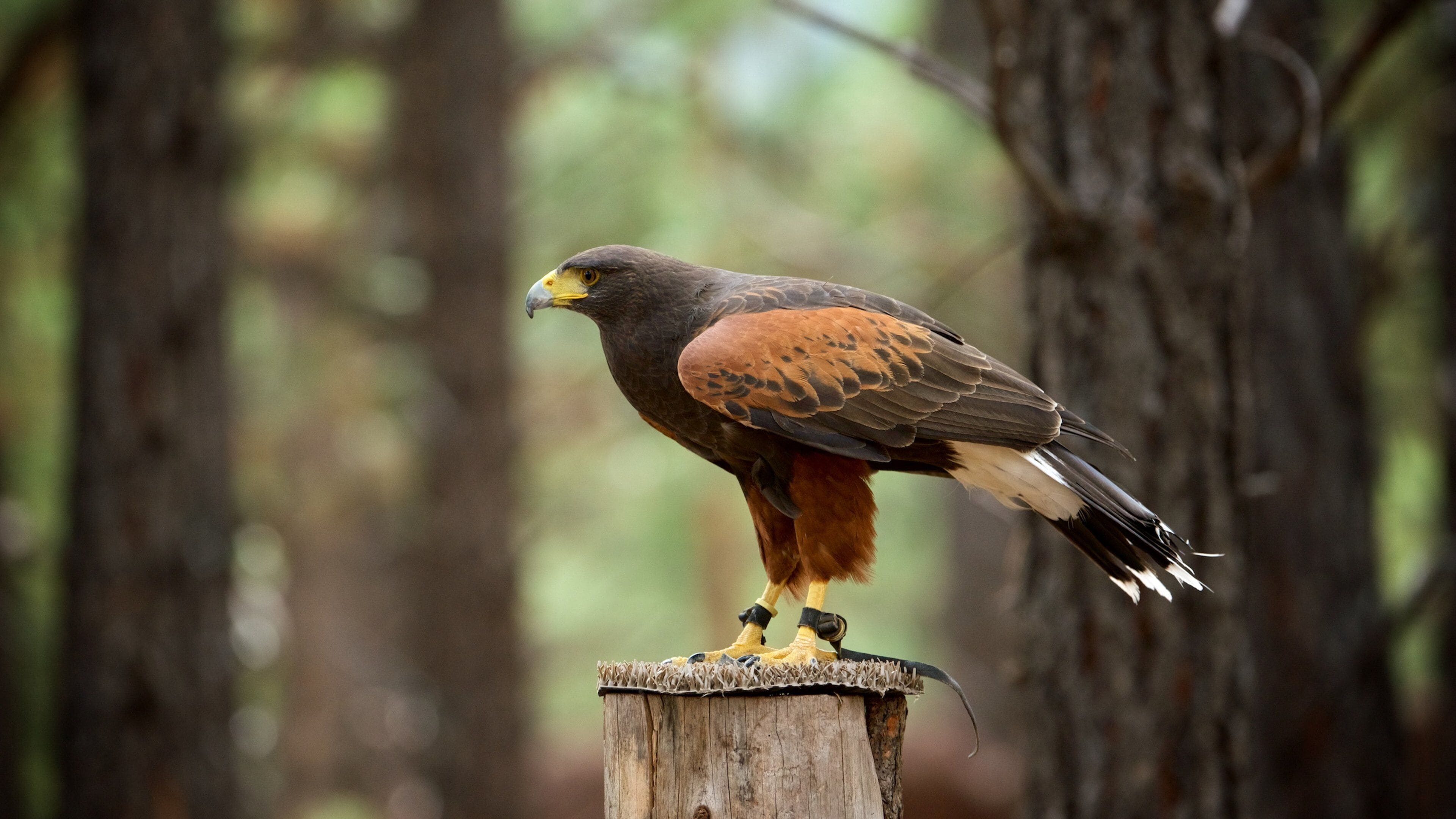 Bearizona mostrando vida das aves