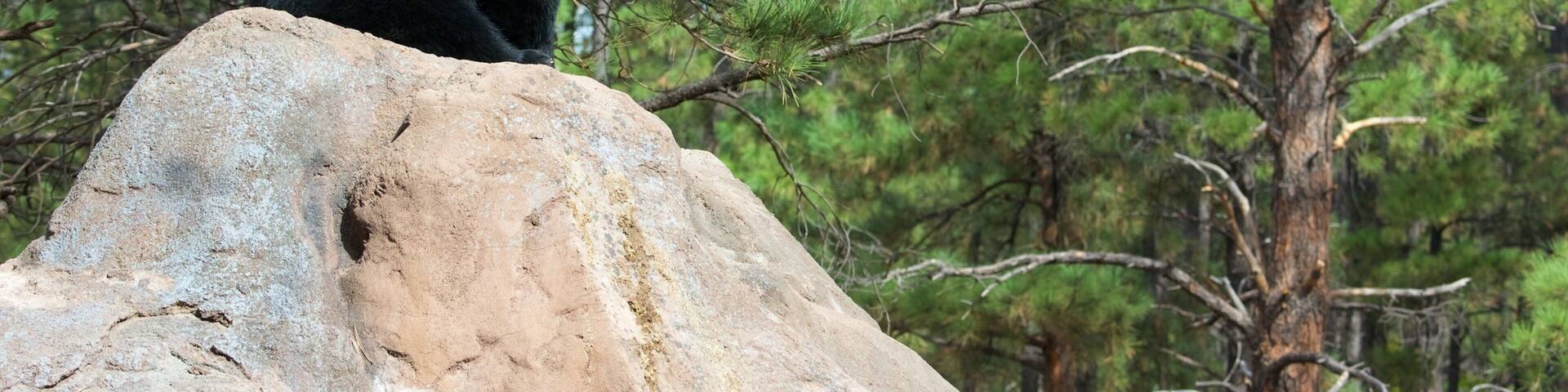 Bearizona which includes dangerous animals and zoo animals