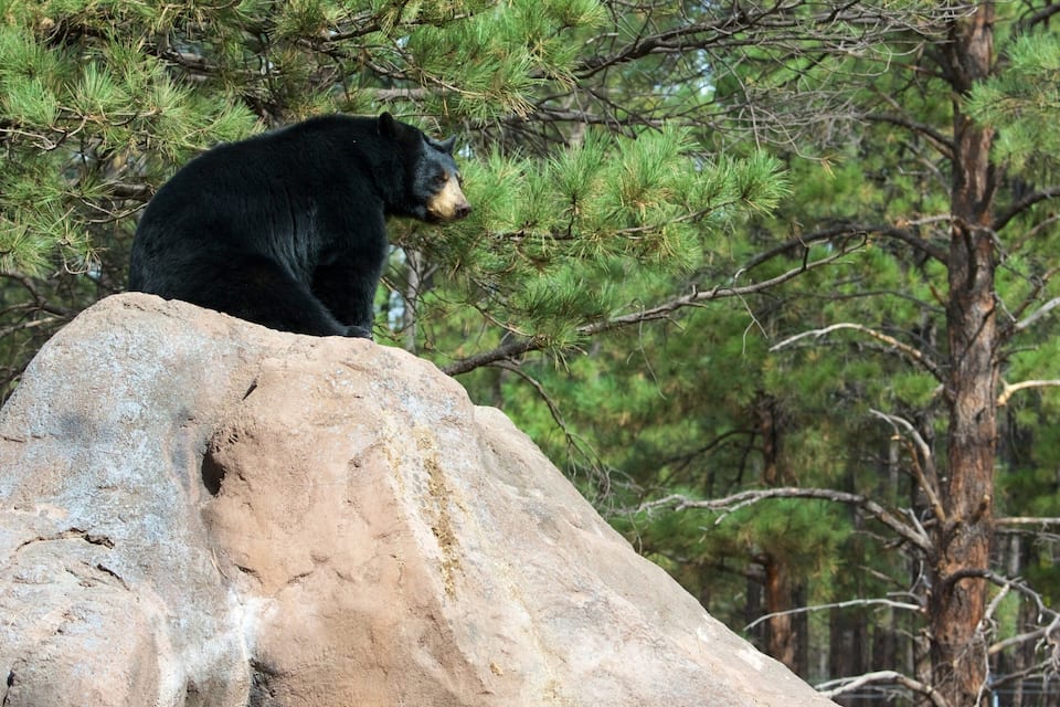Ein Schwarzbär sitzt auf einem großen Felsen, umgeben von Kiefern.
