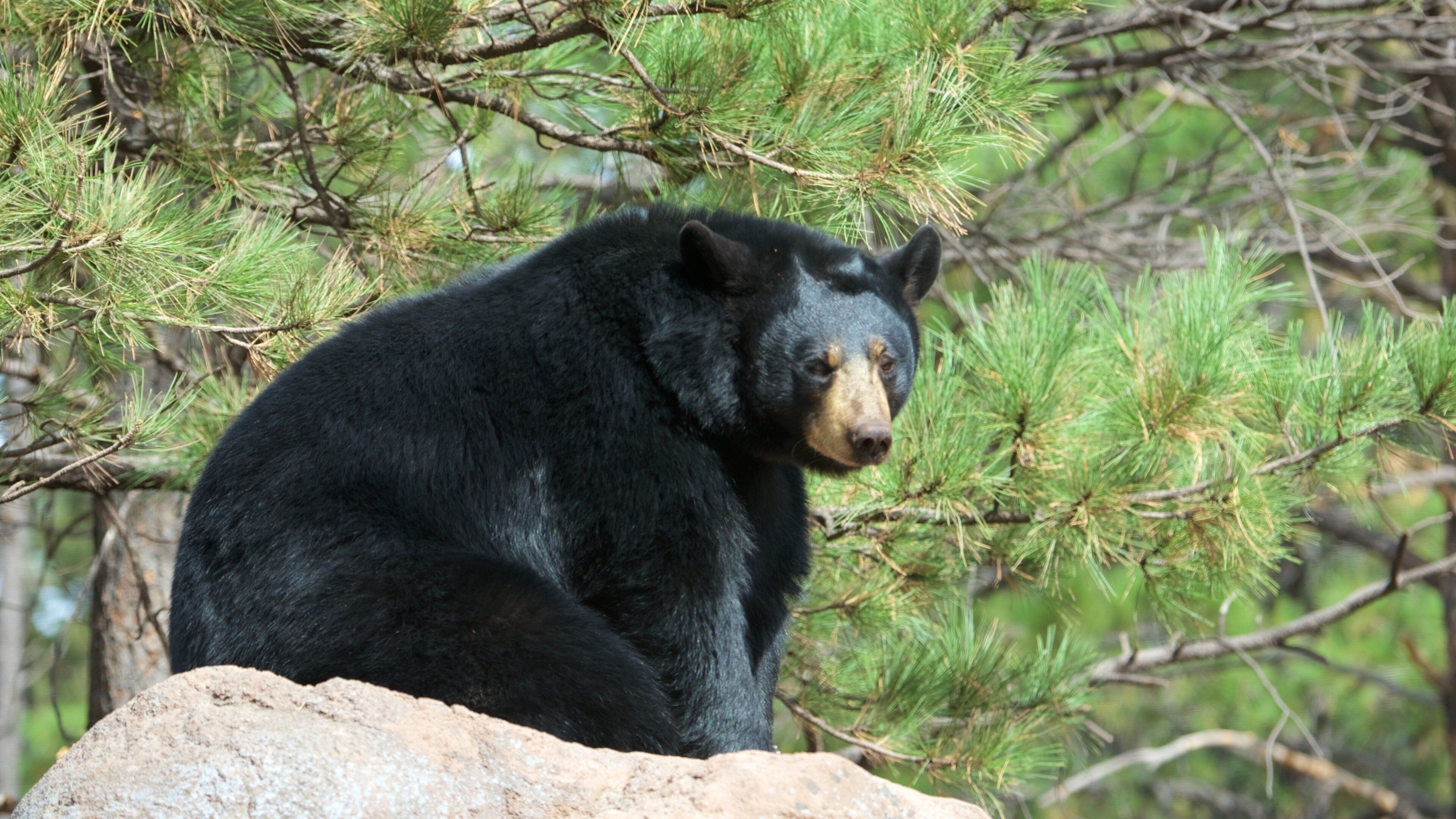 Bearizona which includes dangerous animals and zoo animals