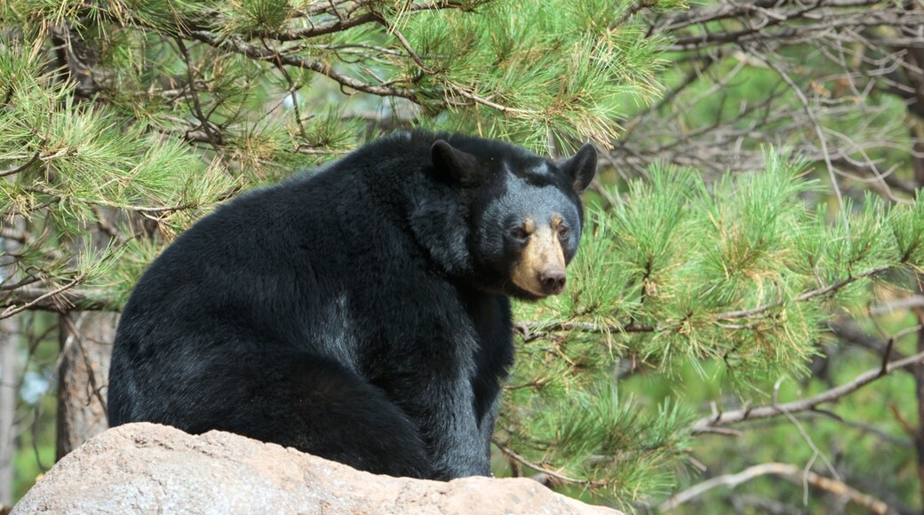 베어리조나 을 특징 동물원의 동물 과 위험한 동물
