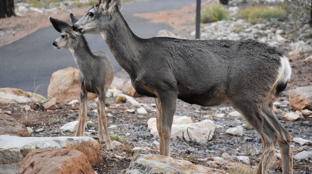Granja de Cérvols del Gran Canyó