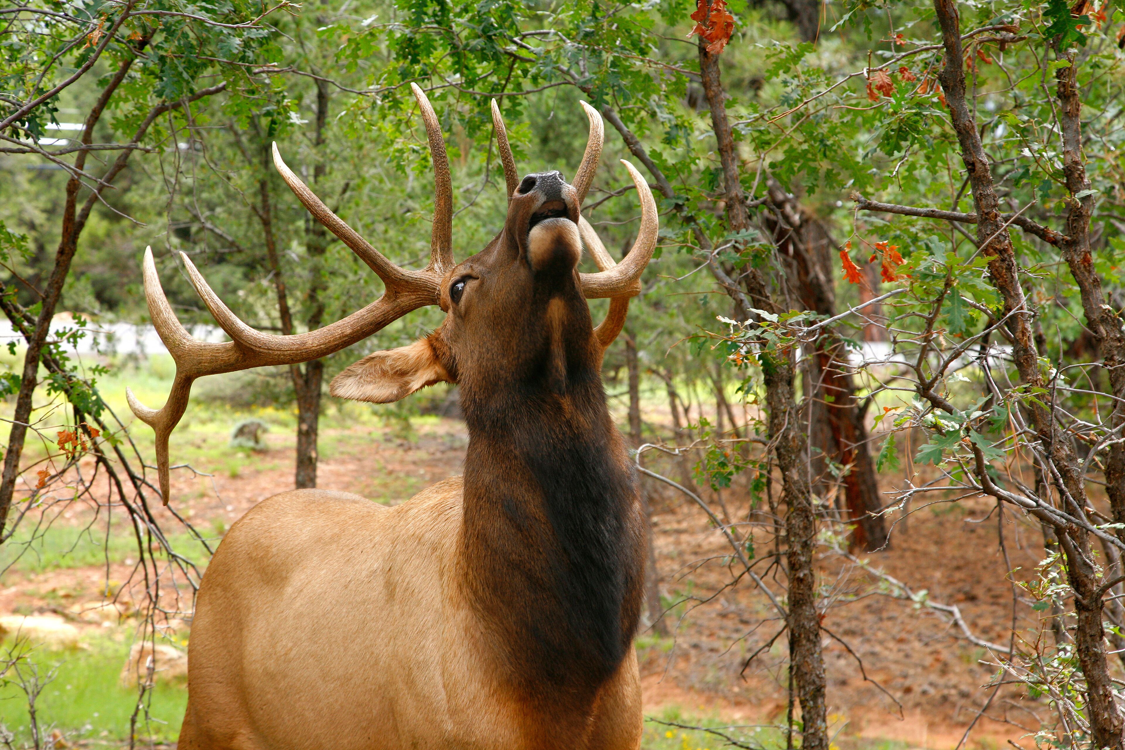 Wapiti Elk (Cervus elaphus) against in the Grand Canyon - Arizon