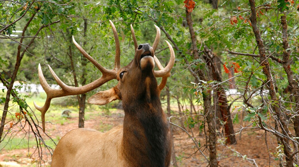 Granja de Cérvols del Gran Canyó
