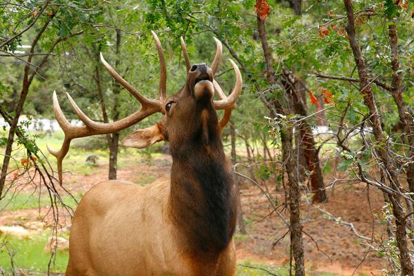 Wapiti Elk (Cervus elaphus) against in the Grand Canyon - Arizon