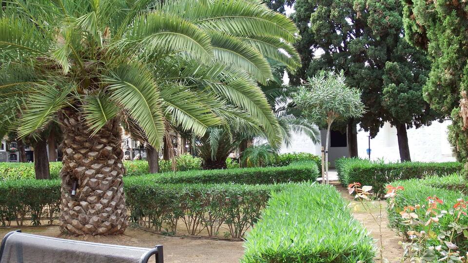 A well-maintained garden with a large palm tree, neatly trimmed hedges, and a bench.