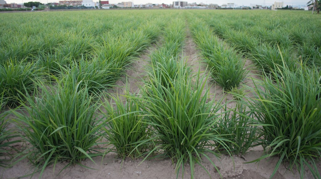 Campo de chufas en la partida de la Mar, AlmĂĄcera.