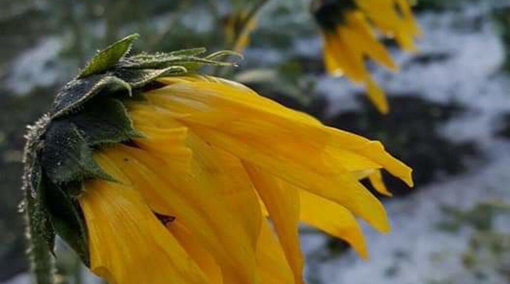 Beauty even after a hail storm