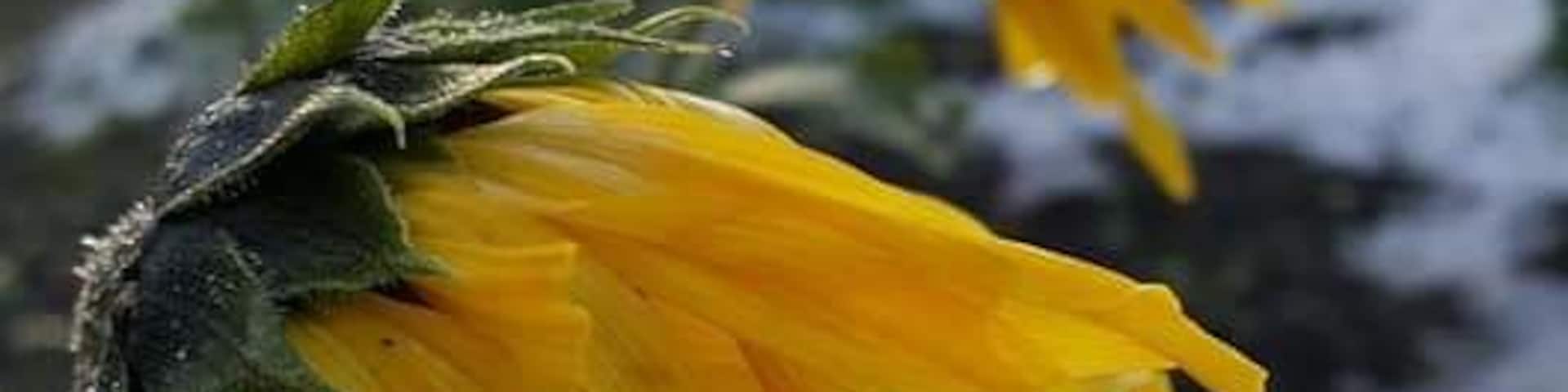 Beauty even after a hail storm