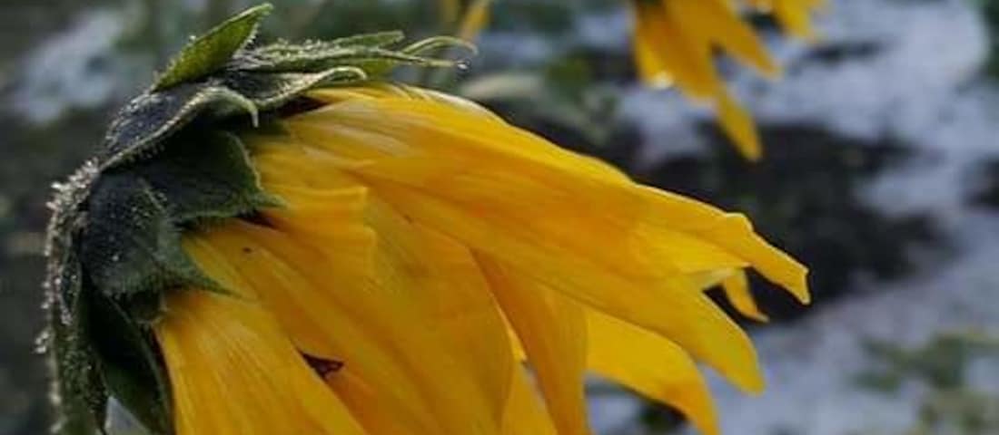 Beauty even after a hail storm