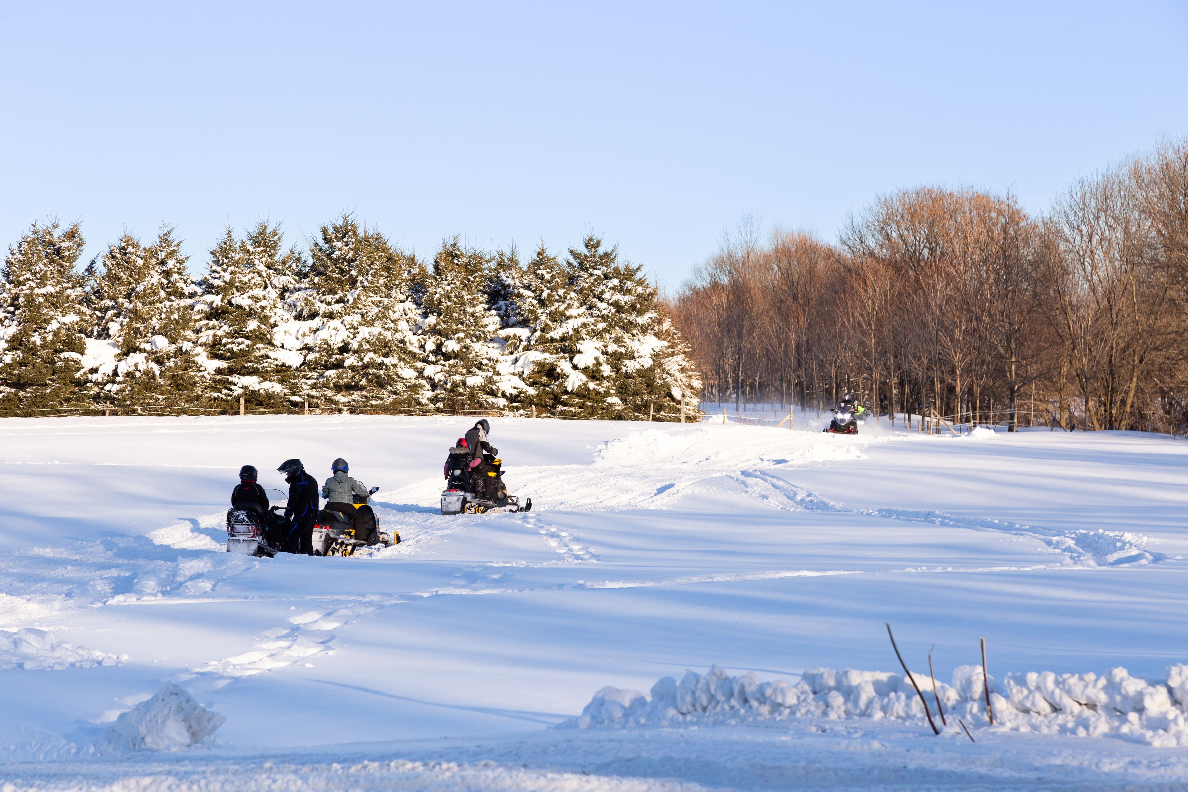 A snowy landscape with people on snowmobiles and a snow-covered forest in the background.