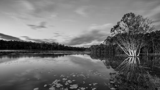 A great spot to water ski, kayak or catch the sunset. This lake has many childhood memories as I ventured here every afternoon for the family dog to have a paddle. It's now my "go to" spot after work when I want to photograph a sunset.
#queensland #australia