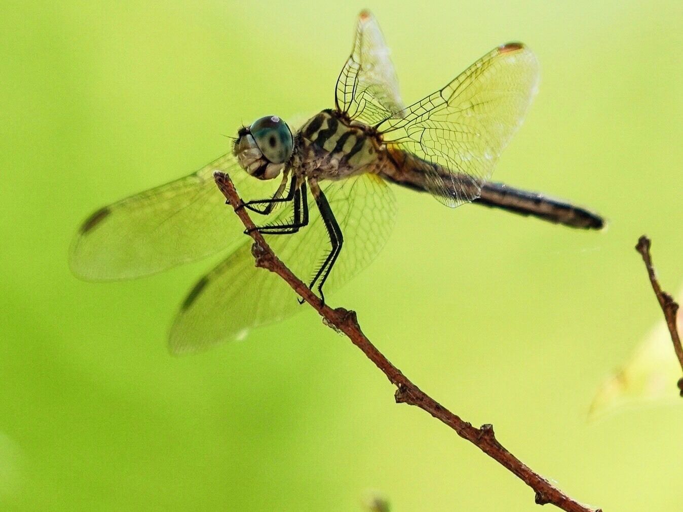 Located at the back of the small suburban town of Trophy Club, Texas you will find walking trails and Lake access