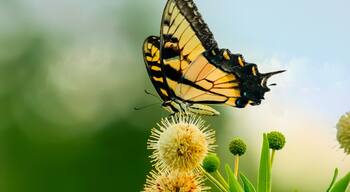 Trophy Club Park is a hidden gem behind the suburb Town of Trophy Club, Texas. Every season has its beauty. During the spring and summer there’s butterflies, birds, and dragonflies galore!