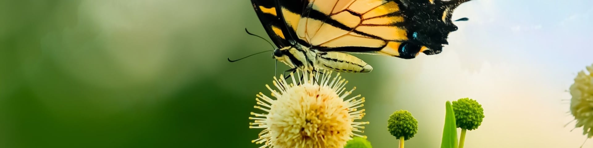 Trophy Club Park is a hidden gem behind the suburb Town of Trophy Club, Texas. Every season has its beauty. During the spring and summer there’s butterflies, birds, and dragonflies galore!