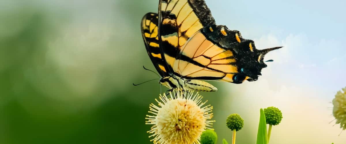 Trophy Club Park is a hidden gem behind the suburb Town of Trophy Club, Texas. Every season has its beauty. During the spring and summer there’s butterflies, birds, and dragonflies galore!