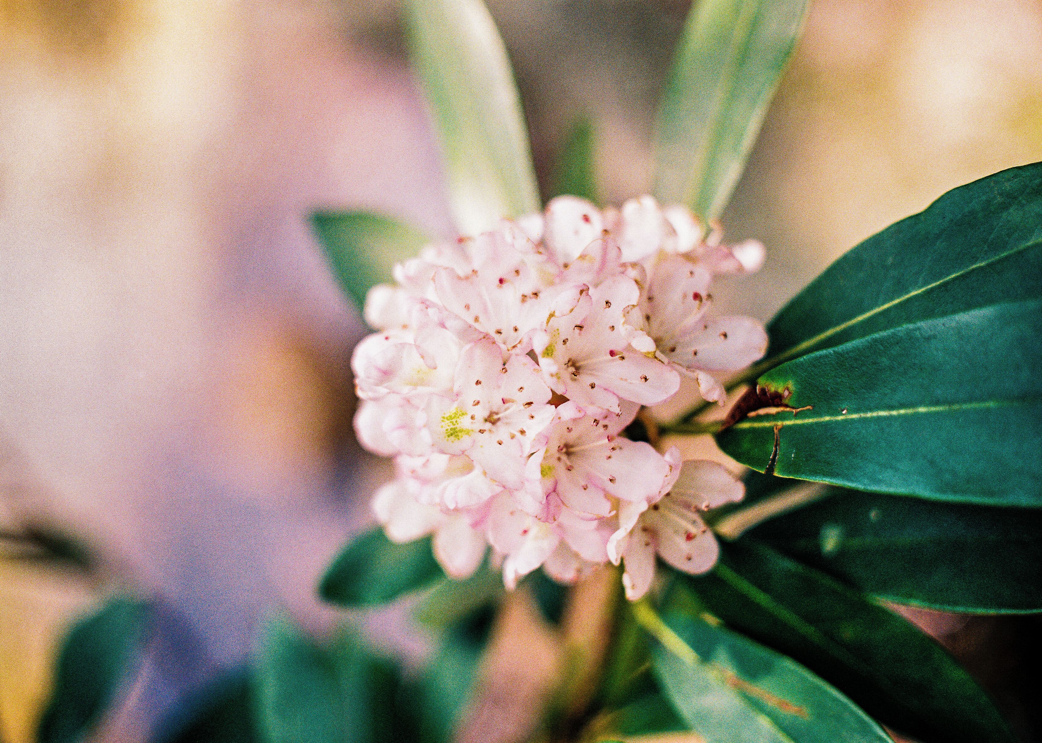 One of the best things about Minnewaska State Park is the variety of vibrant wildflowers along the trails!

If anyone can name what flower this is for me that would great!

#Trovember #StateParks #Adventure #Hiking #Flowers #Film #FilmPhotography 