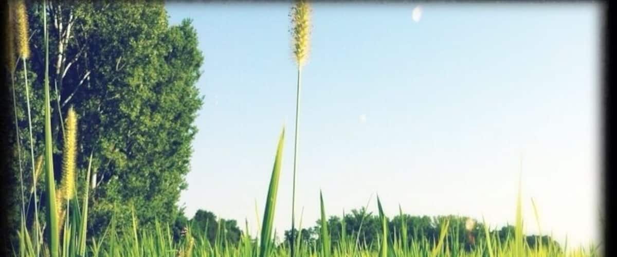 A field of tall green grass with trees in the background.