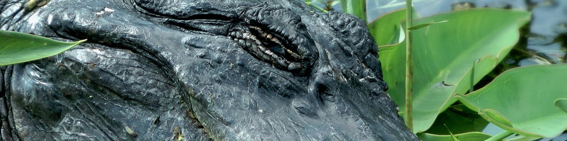 Despite the name, there are no sharks in Shark Valley.
It is a paved and slightly raised 15 mile loop in the southern Everglades in Miami, FL.
You can do a 2 hour tram tour (I've never done that). Or you can hike or bike the loop.
What makes Shark Valley special is... Well... It's sort of like going to a zoo except the animals aren't in cages.
Yes, it's dangerous, but not if you are observant and follow the rules. Stay on the path! Even still, gators may rest near or on the path and you'll have to navigate around them. They are so used to people that they are (in my personal experience: non-aggressive) but always err on the side of caution.
The above picture I took... I was on the path, the alligator was about 3 feet away. I will go on record as saying this is not advised. Do your photo ops at a safe distance. (I should mention that I do a lot of work with the non-profit organization "The Everglades Wildlife Alliance".
Additionally, birders will love it here. Mama birds feeding her babies, birds on gators, on turtles... It's a memorable place.
It's very popular in the winter time, which is why I recommend going in the early Spring. It's the tail end of the dry season, not oppressively hot and the crowds thin out a bit. A couple miles into the loop the crowds also thin out a bit.
#springfun #nature #miami #florida #everglades #sharkvalley #aligator #birds #travel #explore #danger #environment #hike #bike #walk #tram