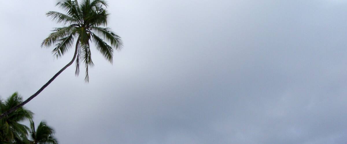 A beach with dark sand and palm trees under a cloudy sky.