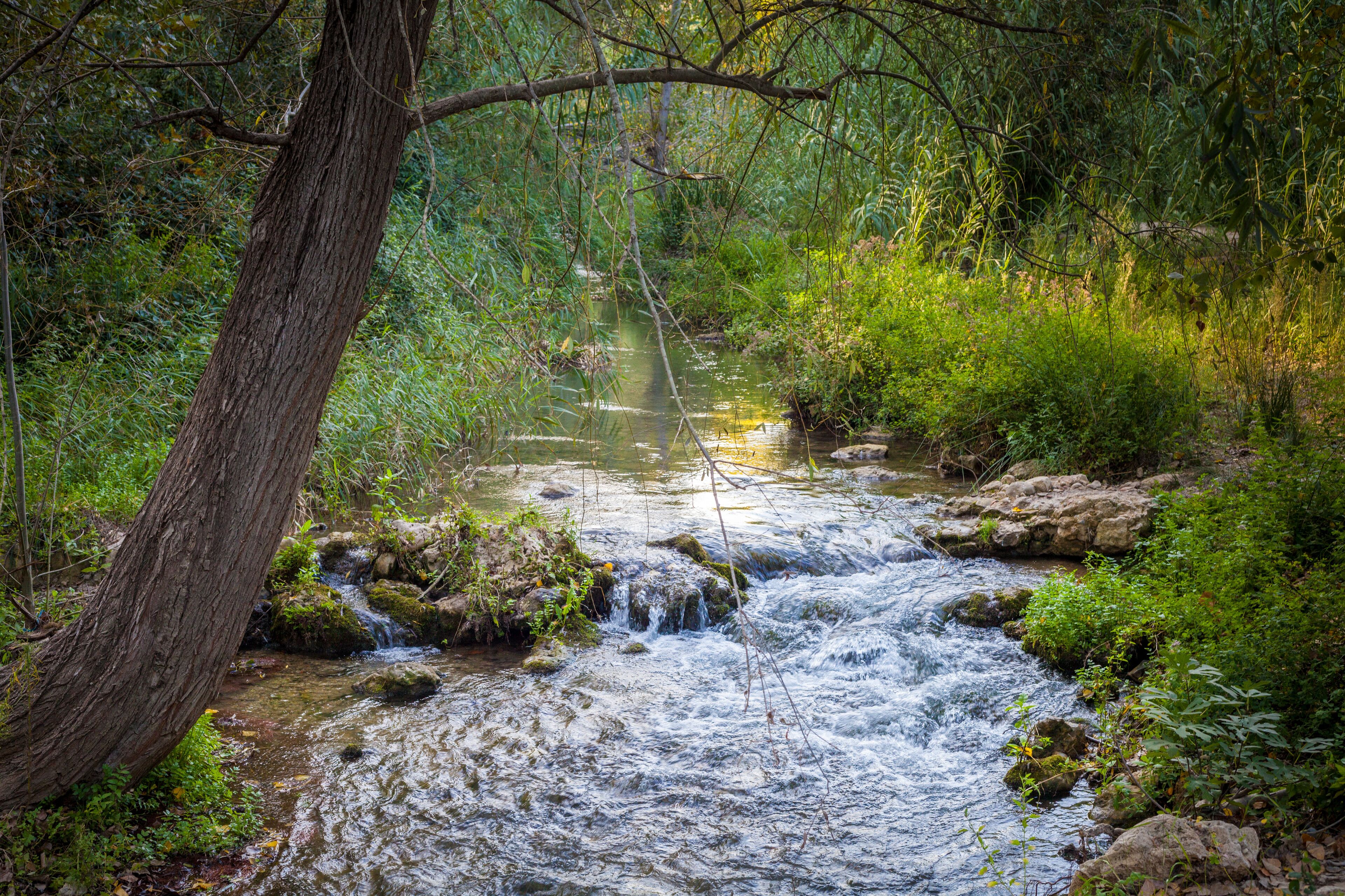 Rio en el bosque con arboles en paisaje natural
