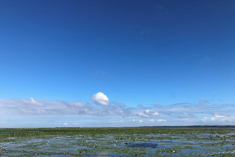 Landschap met een heldere blauwe lucht, een groot wateroppervlak met waterlelies en een verre horizon.