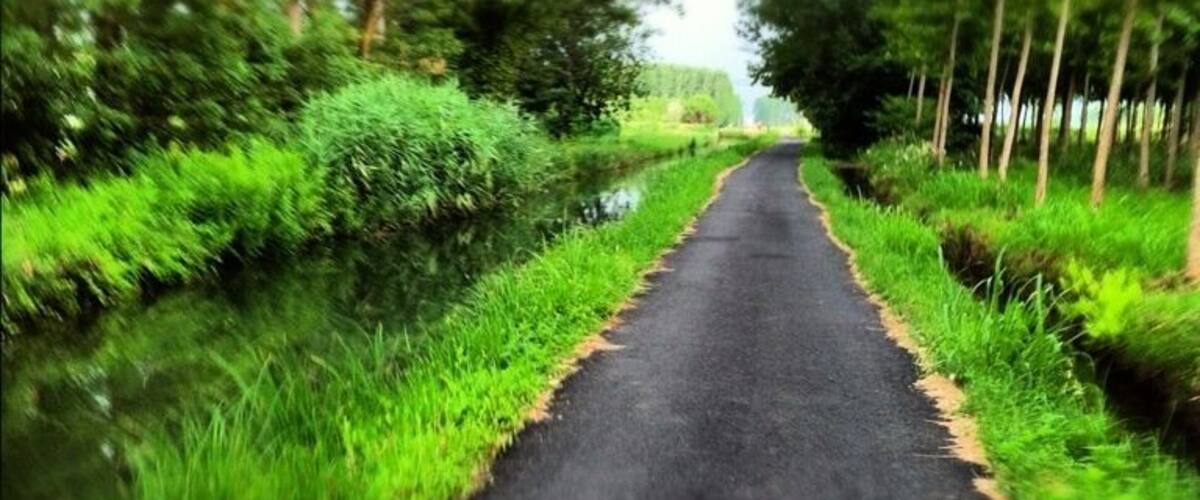 A narrow road flanked by lush green trees and grass.