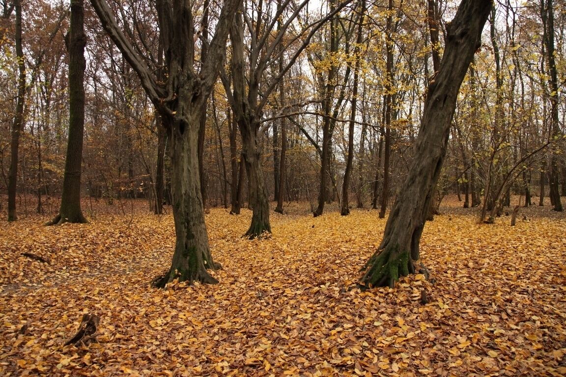 Parco Groane 11/2010