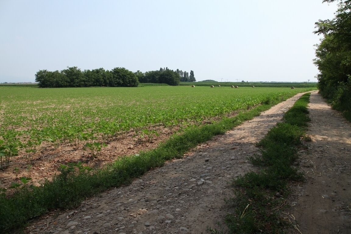 A rural landscape with a dirt path, green fields, and trees in the background.
