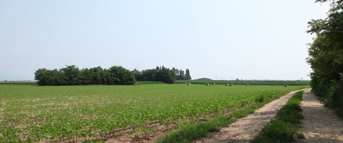 A rural landscape with a dirt path, green fields, and trees in the background.