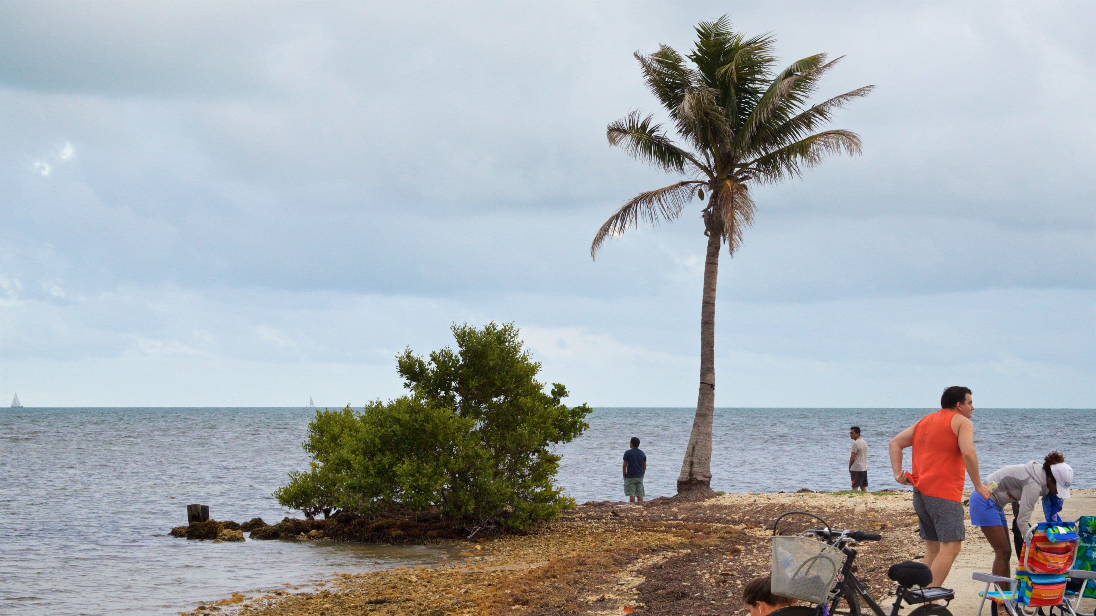 Una playa con una palmera, costa rocosa y un velero a lo lejos.