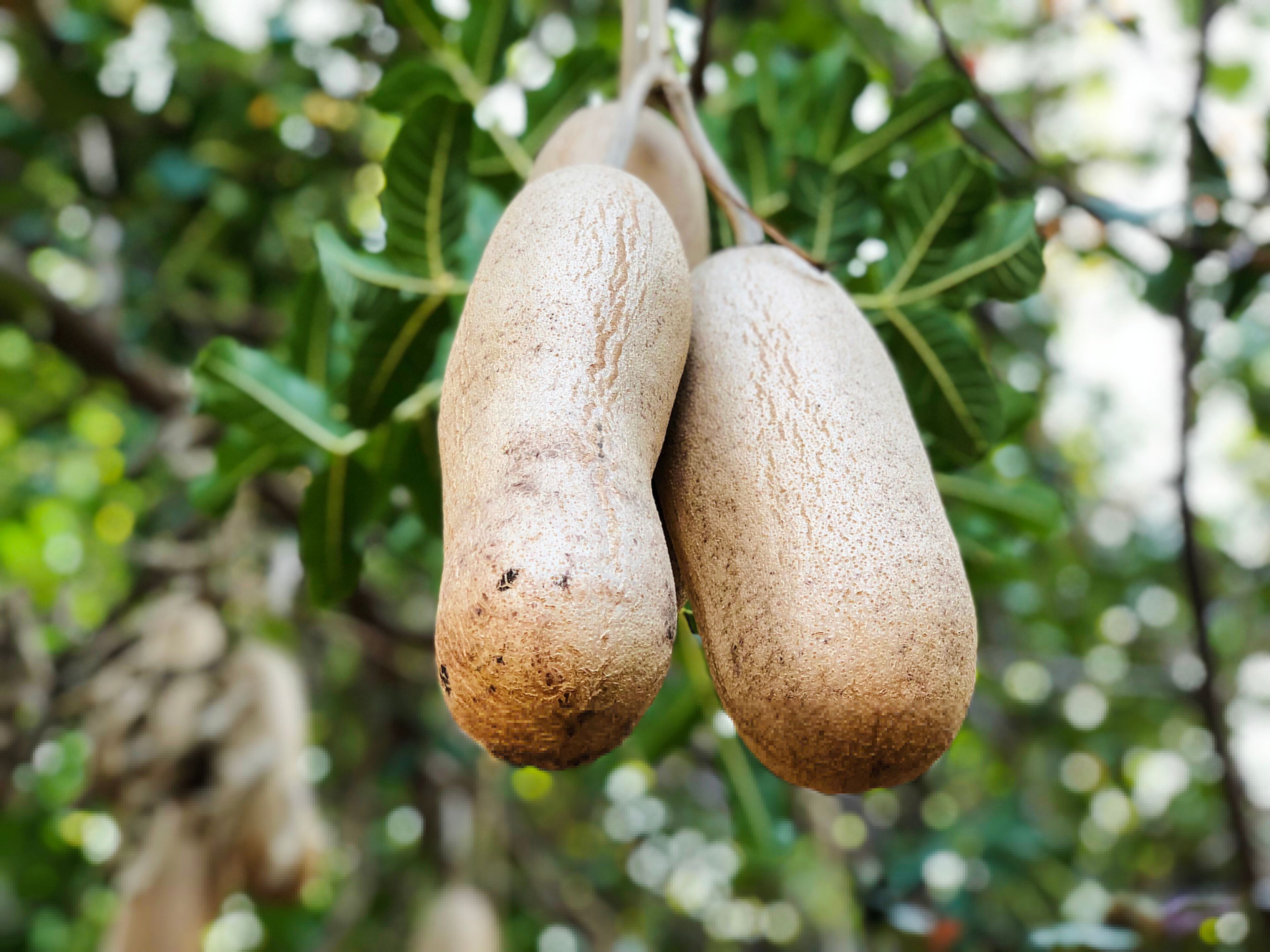 Sausage tree (Kigelia africana) fruits hanging in tree
