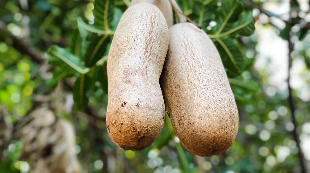 Sausage tree (Kigelia africana) fruits hanging in tree