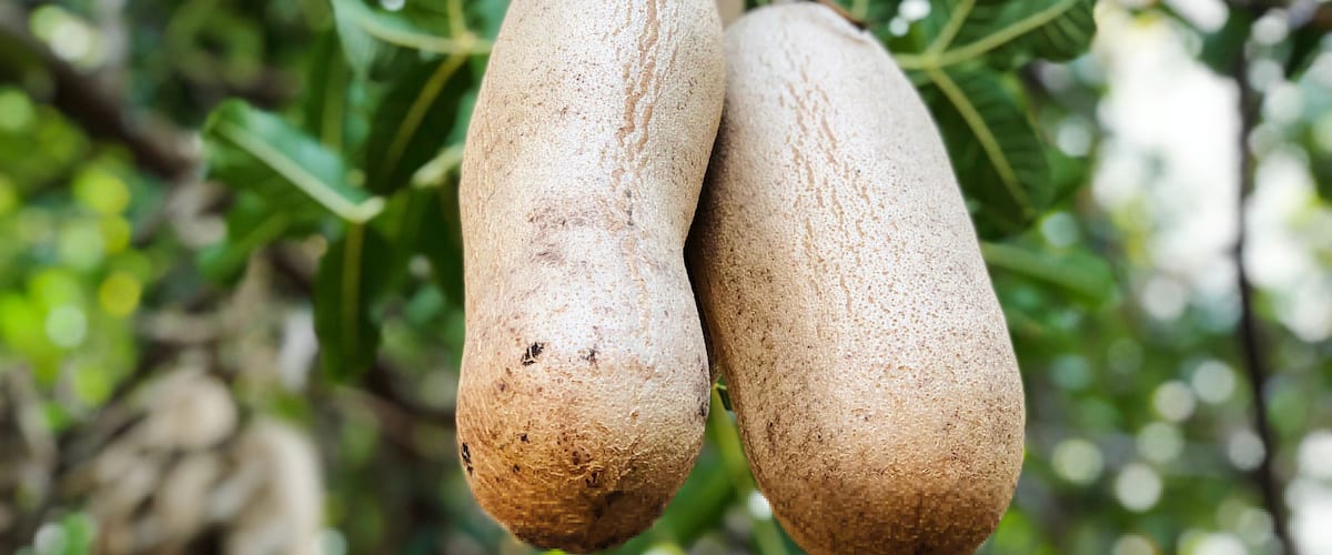 Sausage tree (Kigelia africana) fruits hanging in tree
