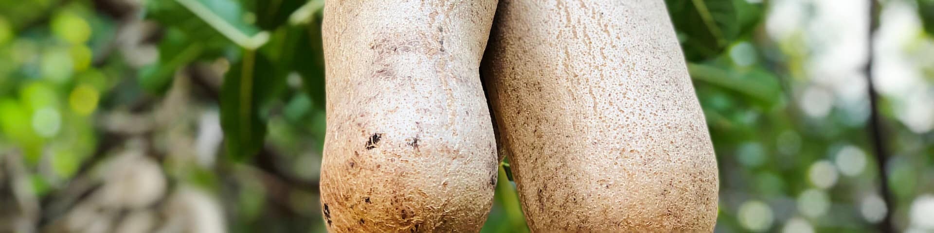 Sausage tree (Kigelia africana) fruits hanging in tree