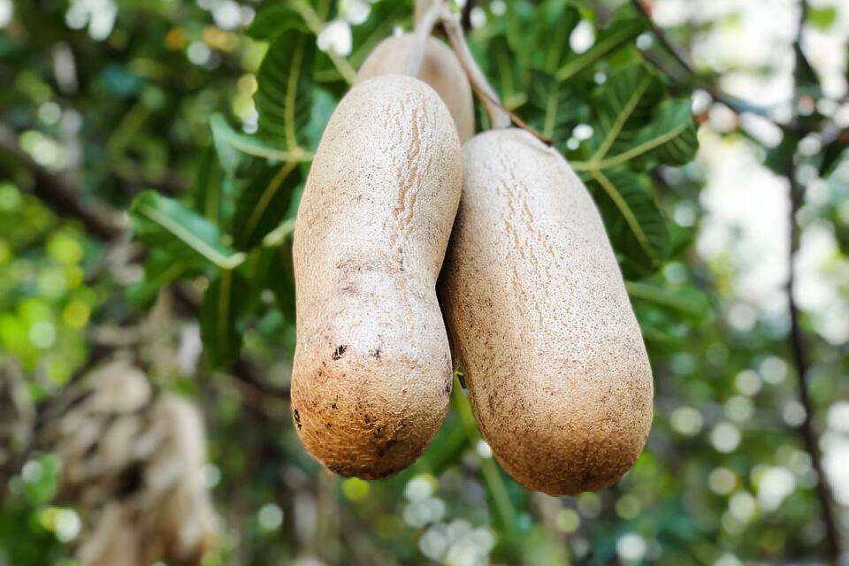 Two large, brown, elongated fruits hanging from a tree with green leaves.
