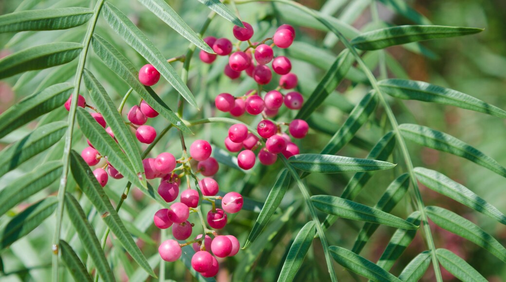 Peppercorn berries, Schinus molle