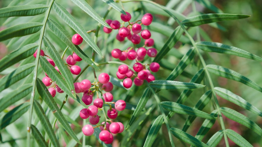 Fruit and Spice Park