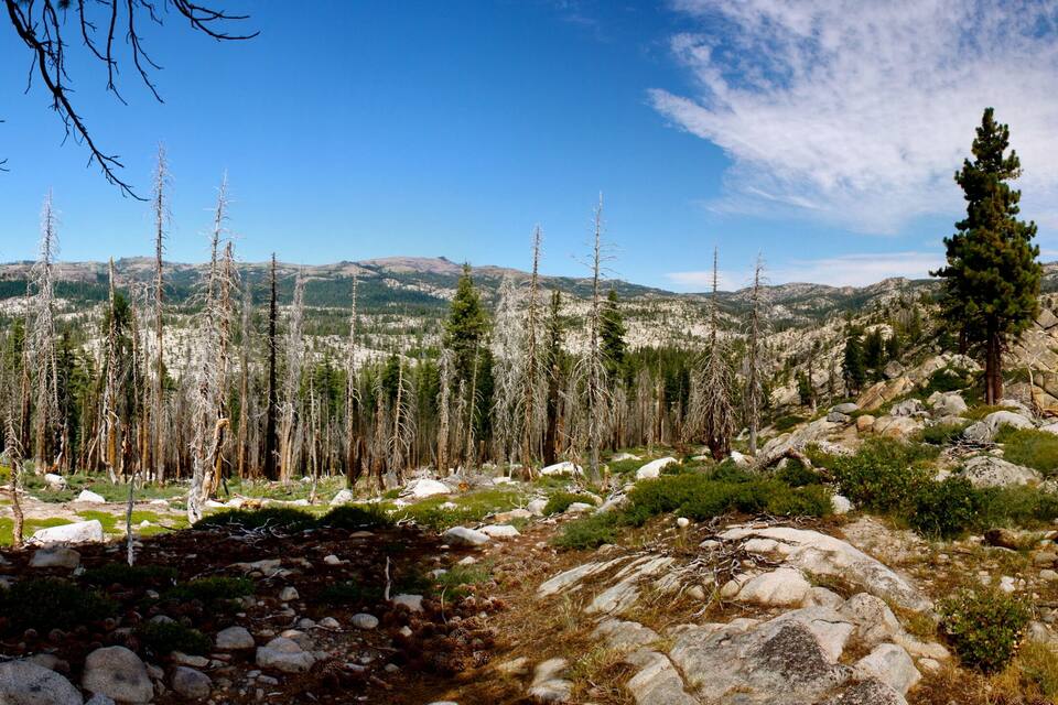 A forest with dead trees and rocky terrain.