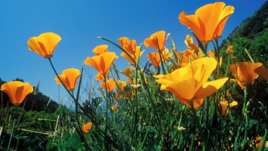 Antelope Valley California Poppy Reserve