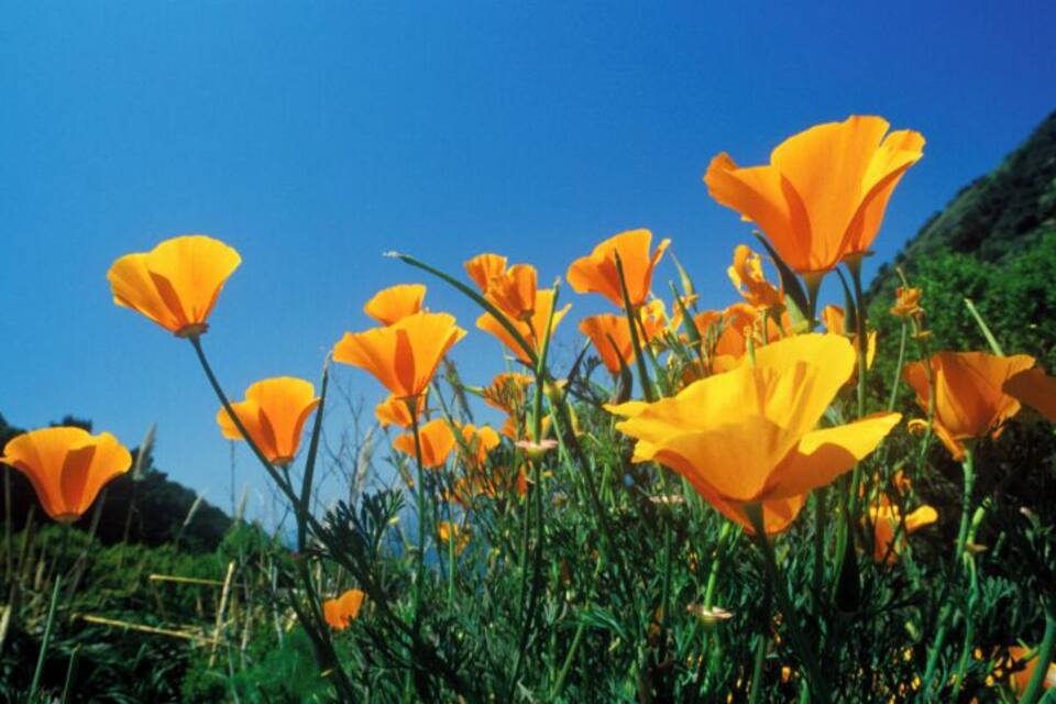 Amapolas naranjas en un campo bajo un cielo azul despejado.