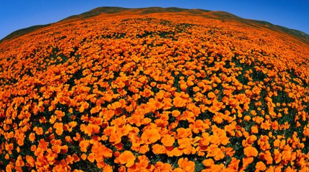 Antelope Valley California Poppy Reserve