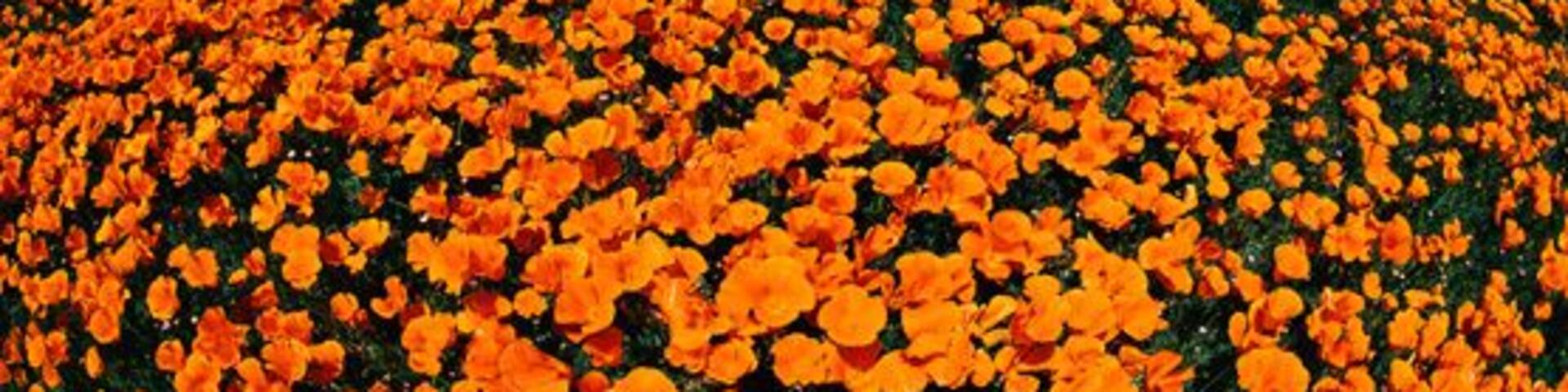 Un extenso campo de flores naranjas bajo un cielo azul despejado.