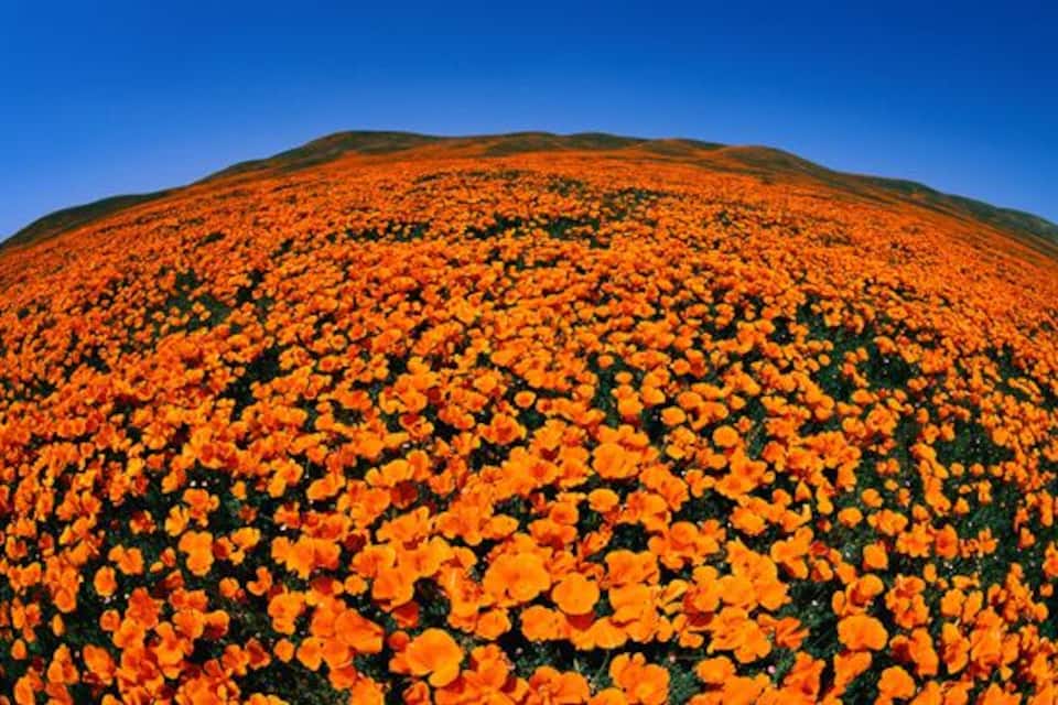 A vast field of orange flowers under a clear blue sky.