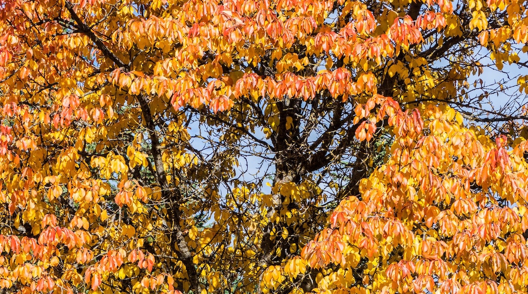 Country Village Shops