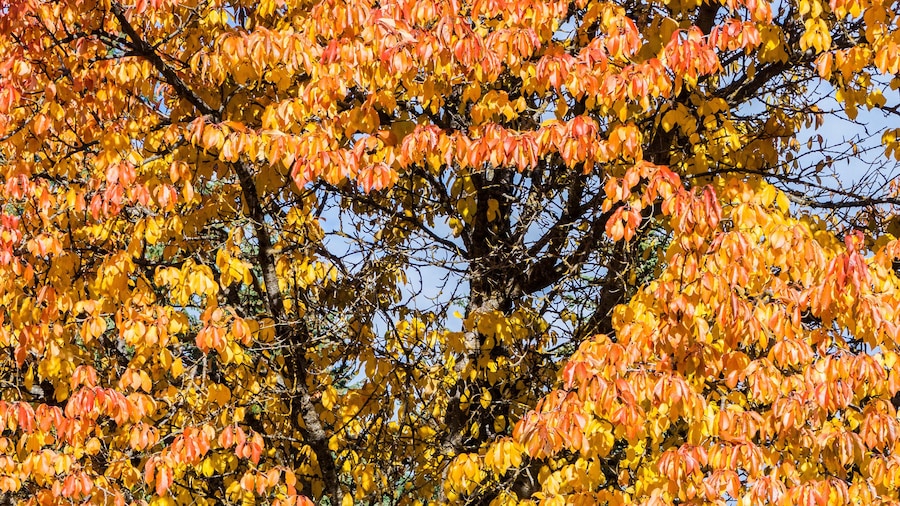 USA, Washington State, Kittitas County. Tree growing out of an old rusty car near the Ronald General store.