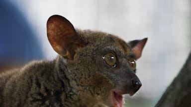 Bush Babies are so adorably cute. They remind me of Australian possums, but are actually a type of lemur. They also live in cities and like to jump onto the tin roofs and then climb into the ceiling. They sound like babies screaming when they call, hence the name. Their fur is super soft, even if it is covered in their own urine...
Cheetah's Rock is a refuge for these and many other critters. It is only open 3 afternoons a week, so the animals are not stressed. You are given a tiny amount of food to feed them. Everyone sits around the edge of their enclosure, so they come to you. They jump from person to person and interact as they want to. They can remove themselves from the area if they are stressed, afraid or just over it.